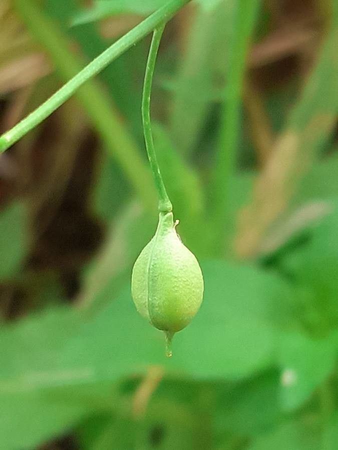 Camelina sativa fruit