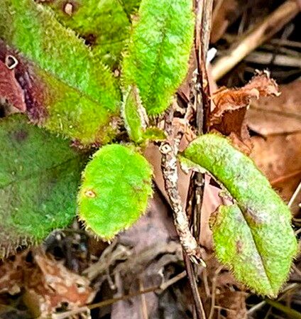 Hibbertia dentata — houseplant care guide