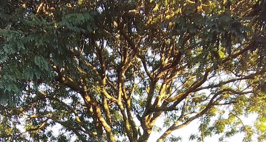 Pterodon emarginatus — houseplant care guide