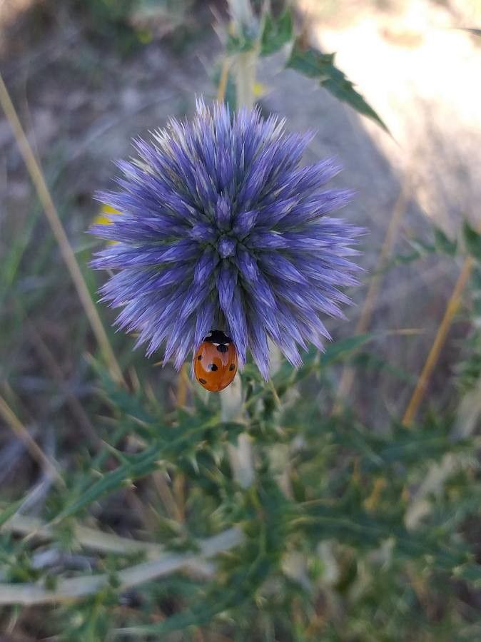 Echinops ritro flower