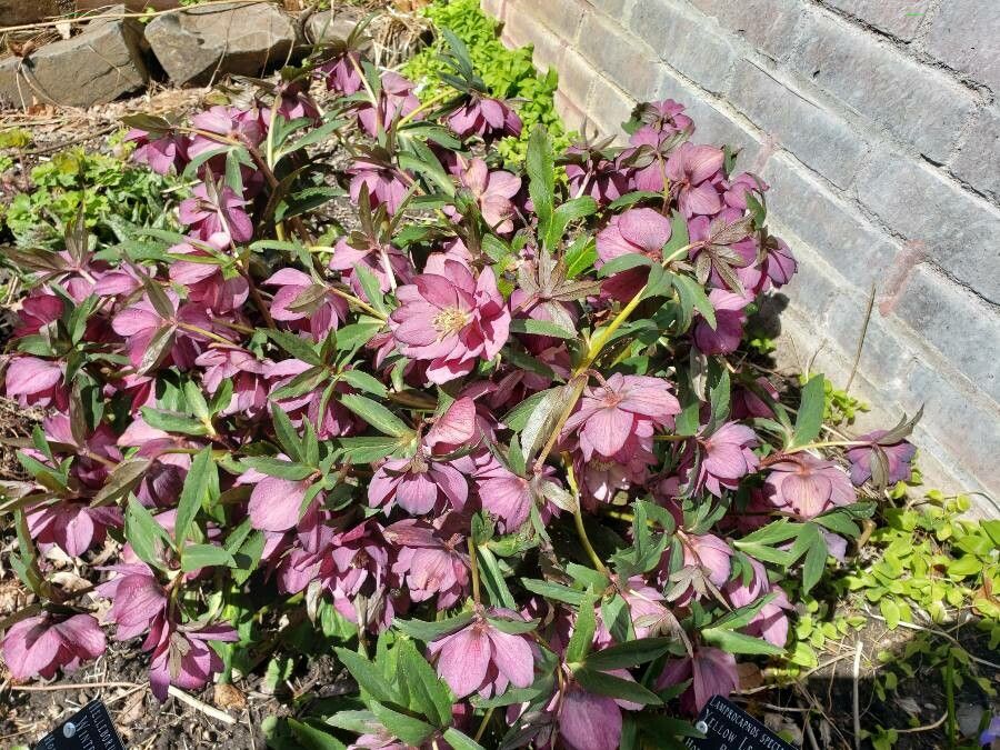 Helleborus hybridus habit