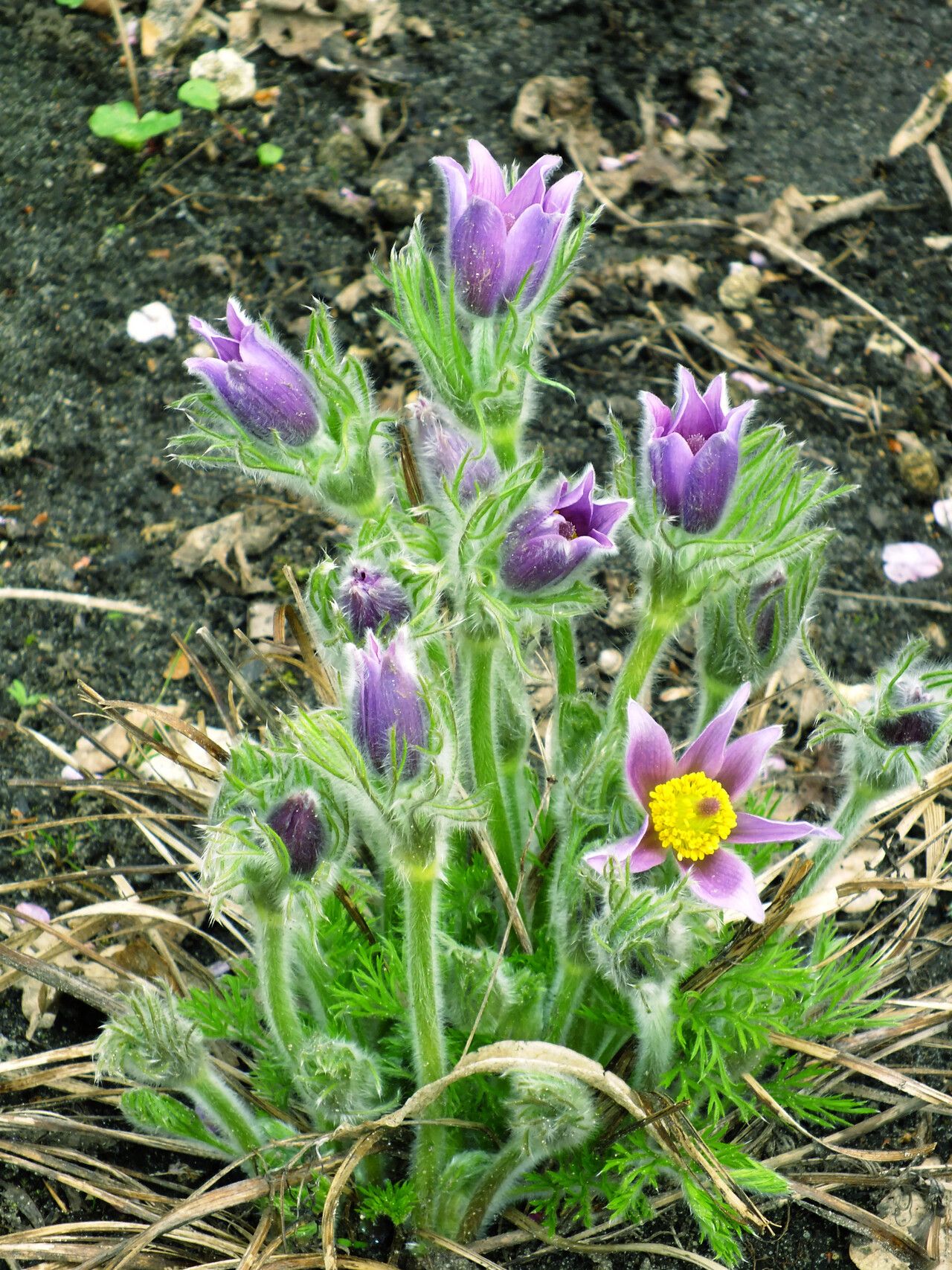 Pulsatilla chinensis — search result for 'Pulsatilla'