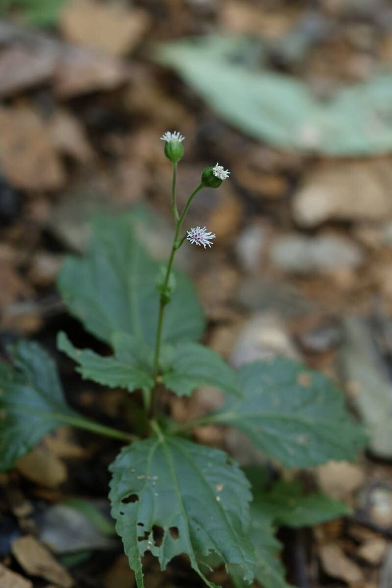 Adenostemma madurense flower