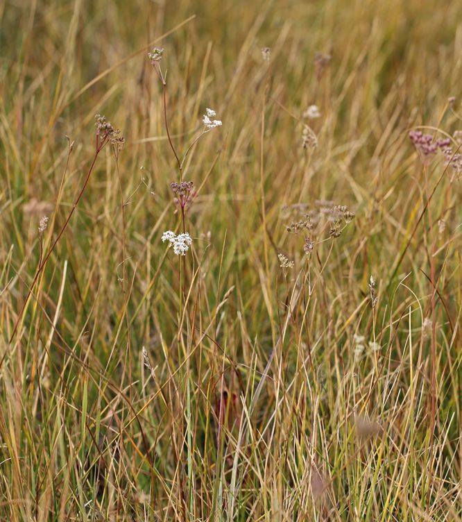 Perideridia lemmonii habit