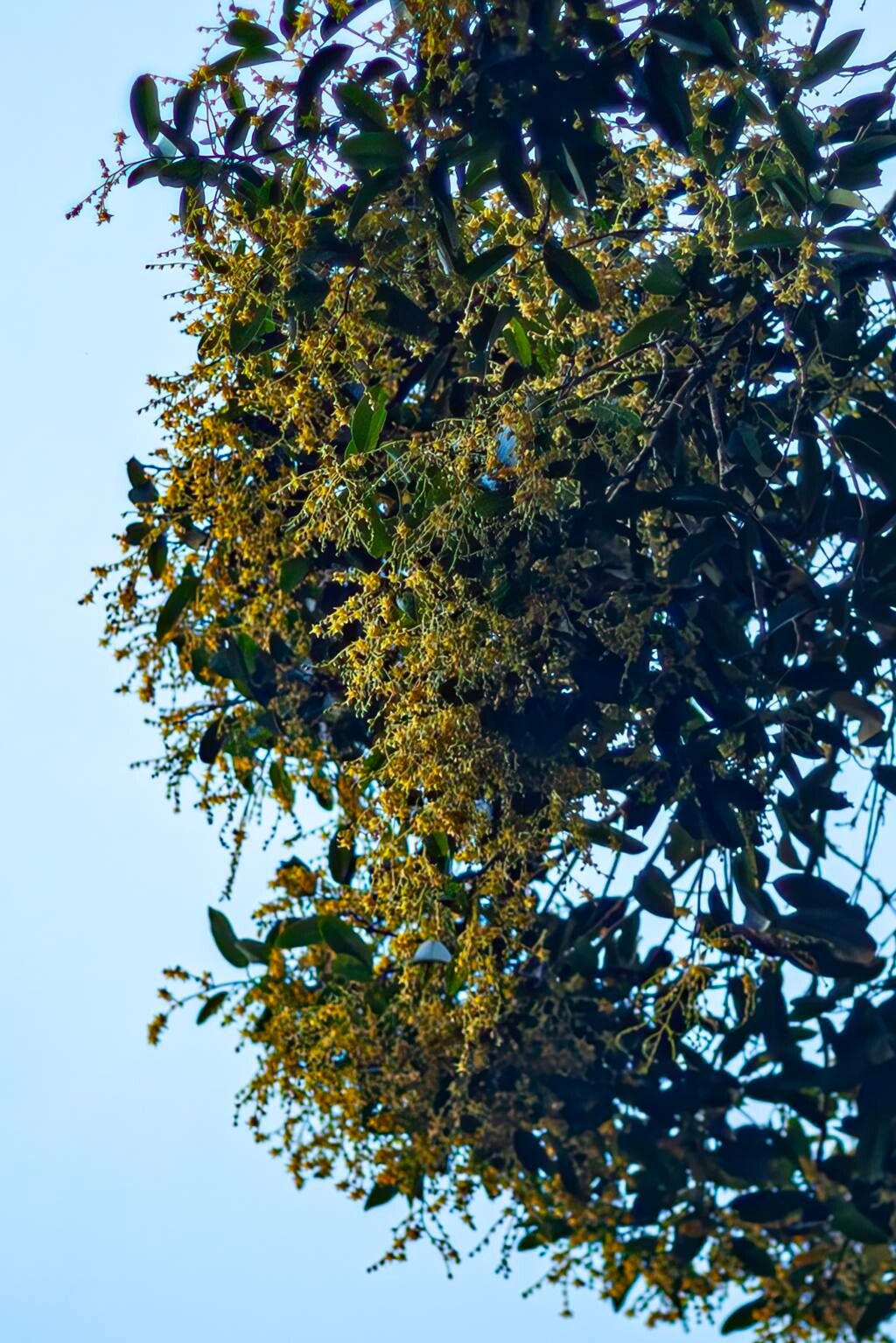 Sterculia villosa — search result for 'Sterculia'