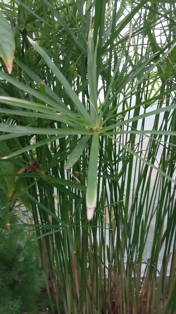 Cyperus albostriatus — search result for 'Cyperus'