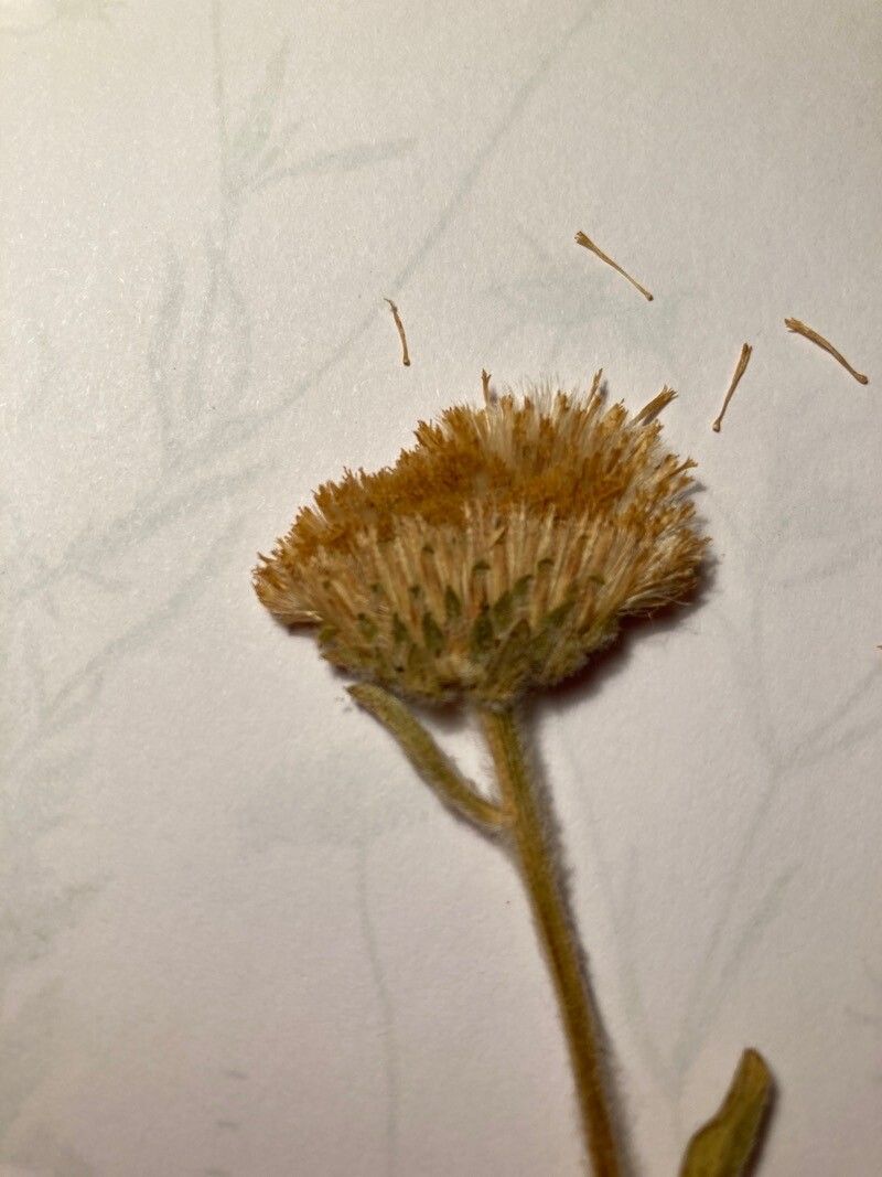 Inula langeana flower