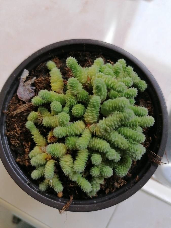 Sedum humifusum leaf