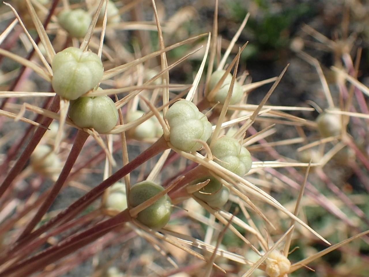 Allium cristophii fruit