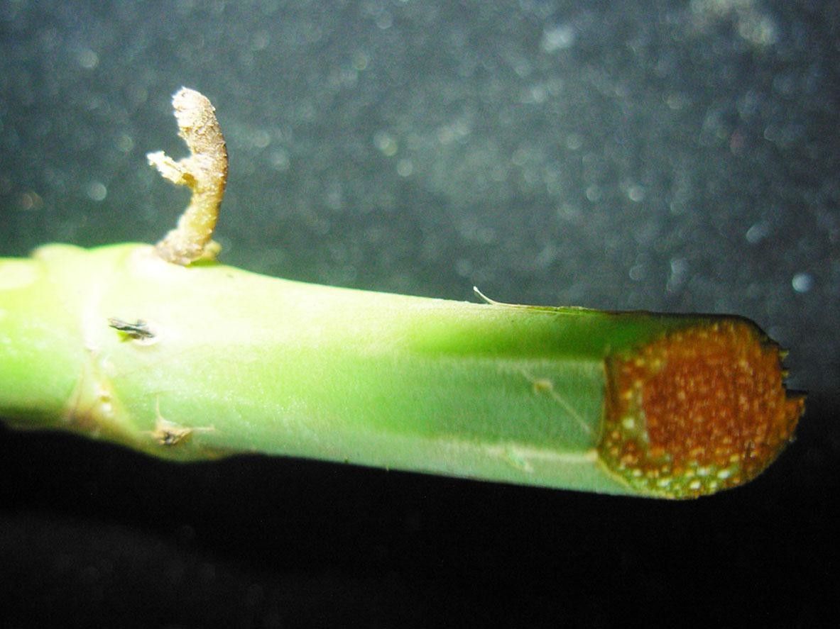 Syngonium standleyanum bark