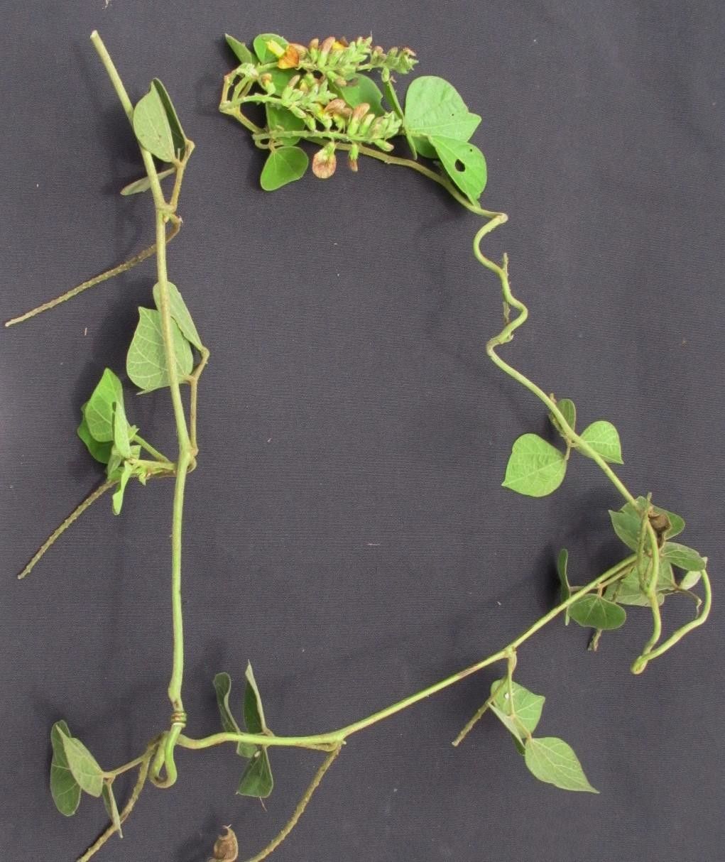 Rhynchosia quercetorum other