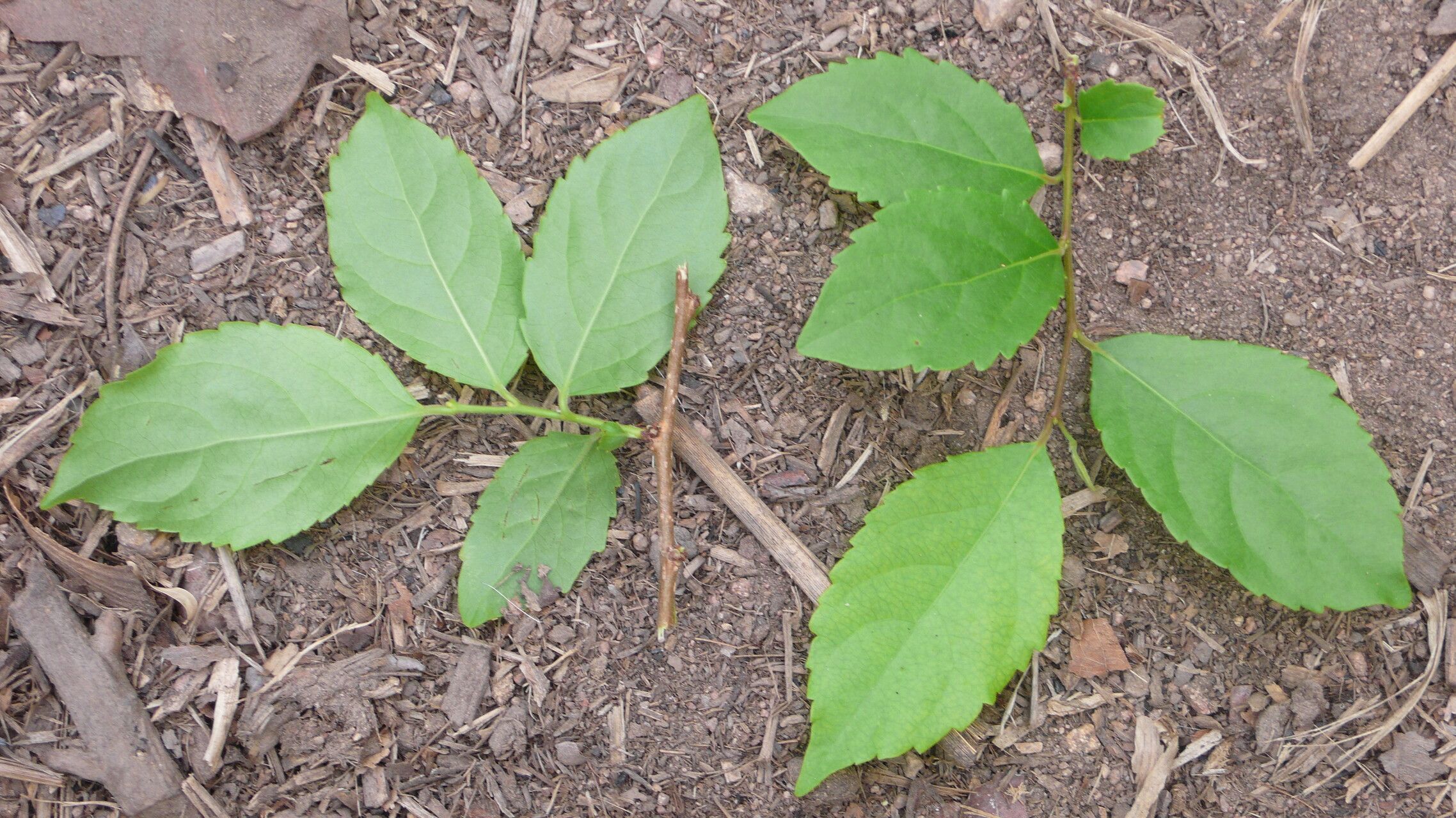 Xylosma ciliatifolium leaf