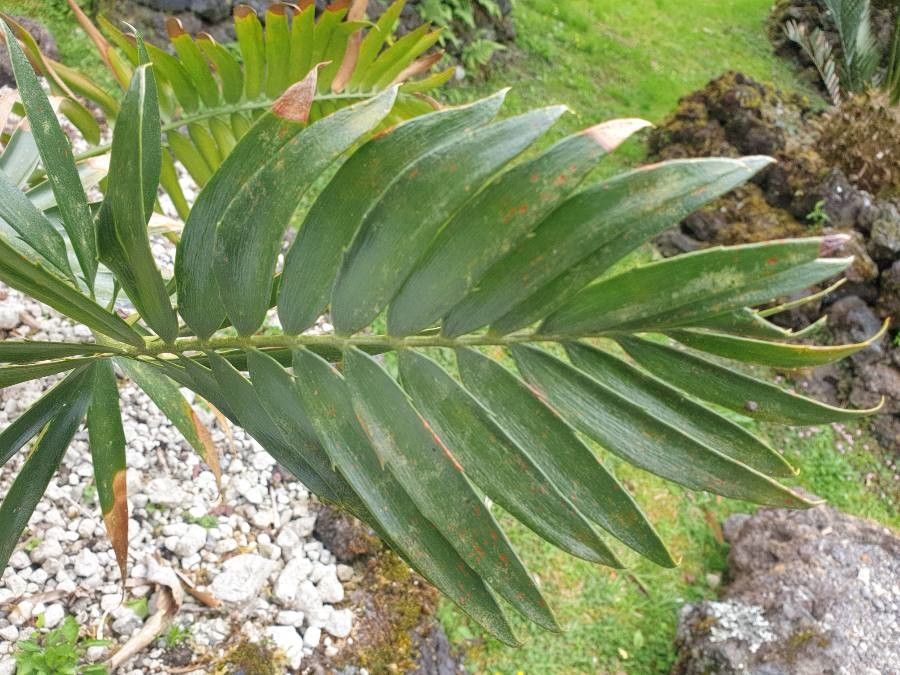 Encephalartos ngoyanus leaf