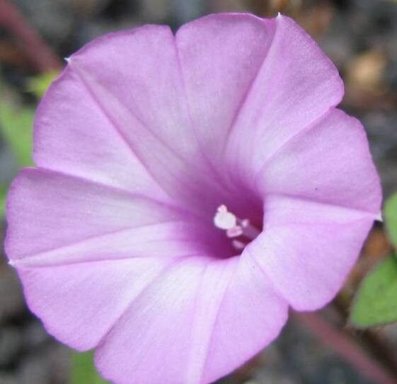 Ipomoea incarnata — houseplant care guide