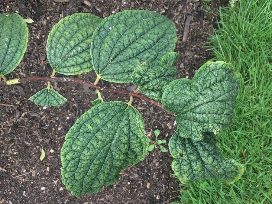 Philadelphus subcanus habit