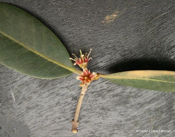 Pichonia lecomtei flower