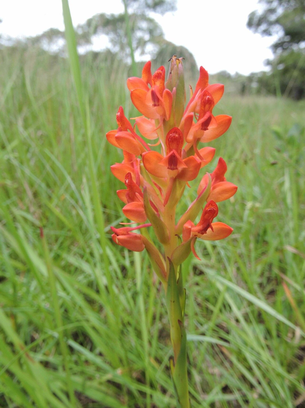 Disa roeperocharoides flower
