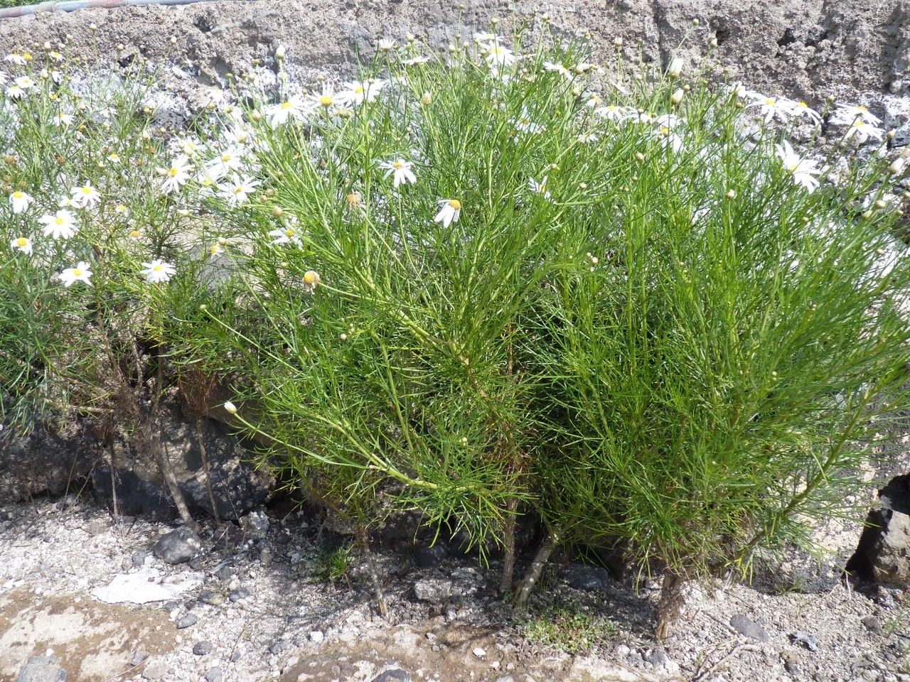 Argyranthemum gracile habit
