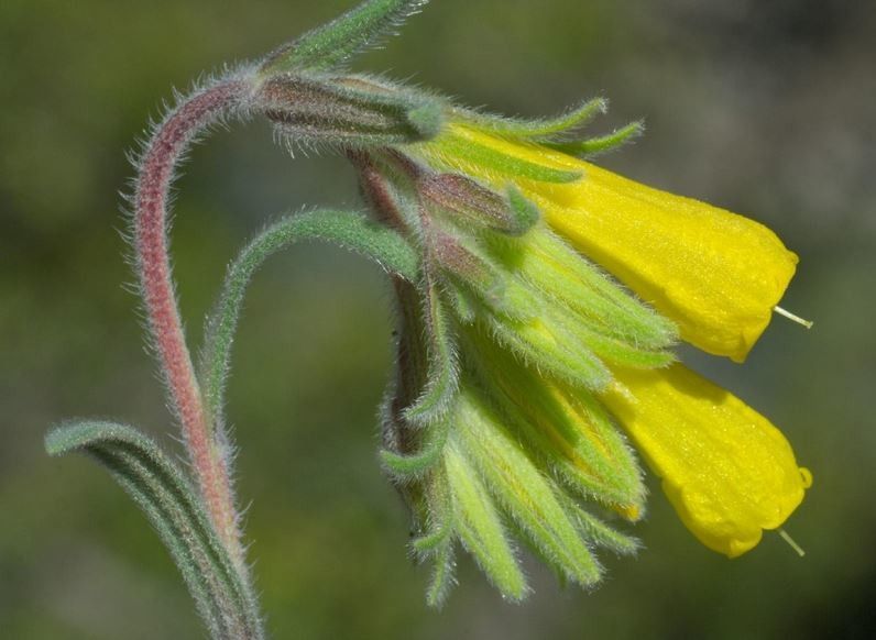 Onosma erecta — houseplant care guide