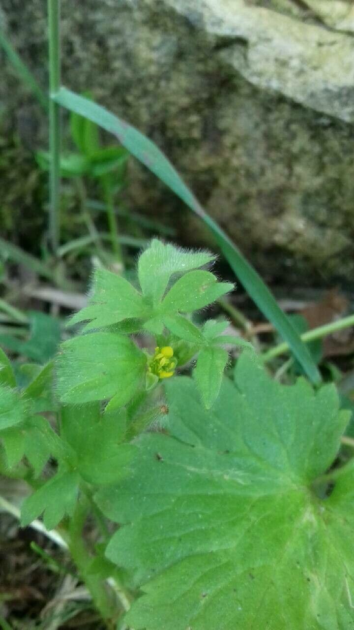 Ranunculus parviflorus flower