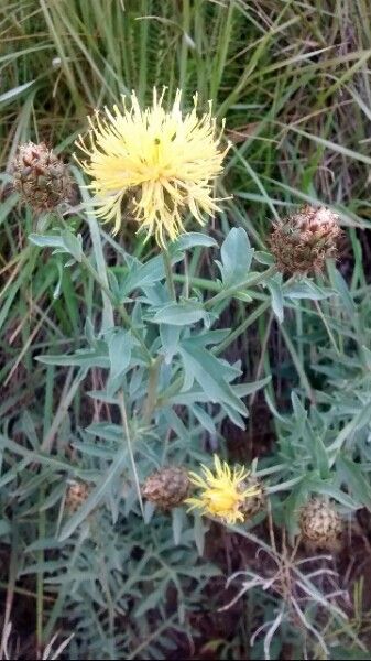 Centaurea collina flower