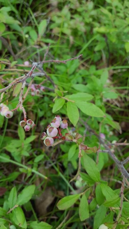 Vaccinium myrtilloides fruit