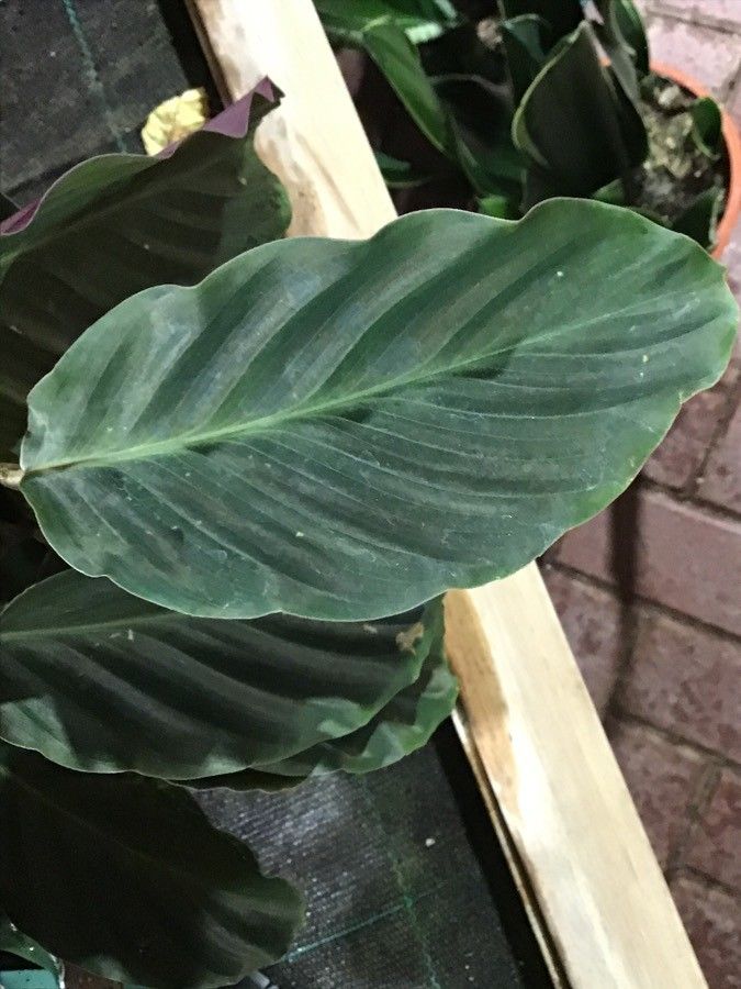 Calathea crocata leaf