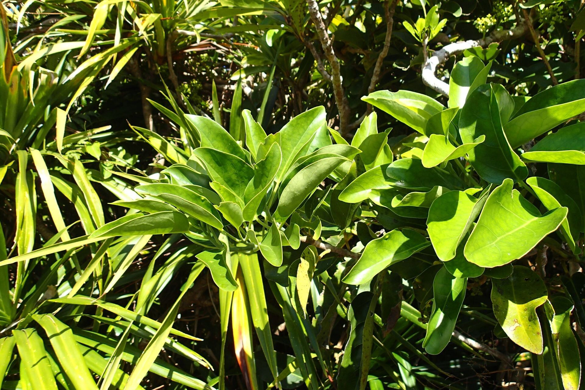 Oxera robusta habit