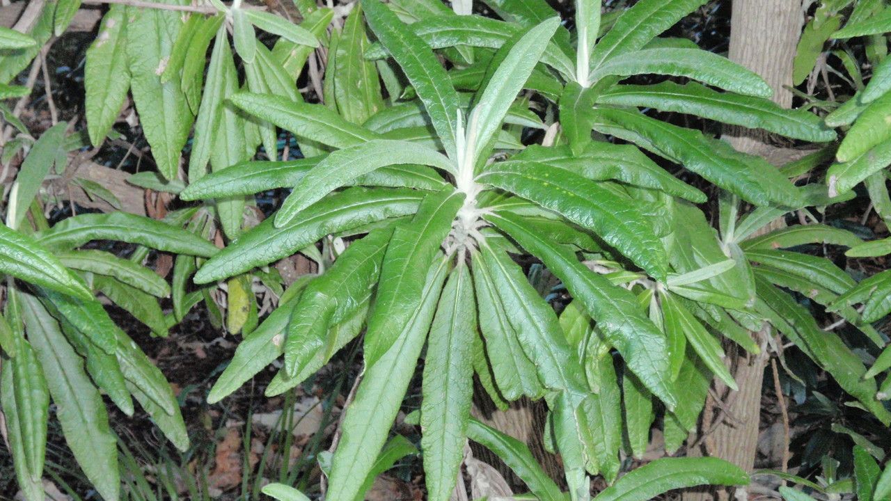 Bedfordia arborescens — houseplant care guide