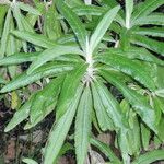 Bedfordia arborescens