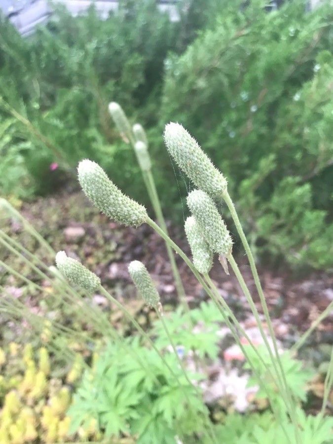 Anemone cylindrica — search result for 'Anemone'