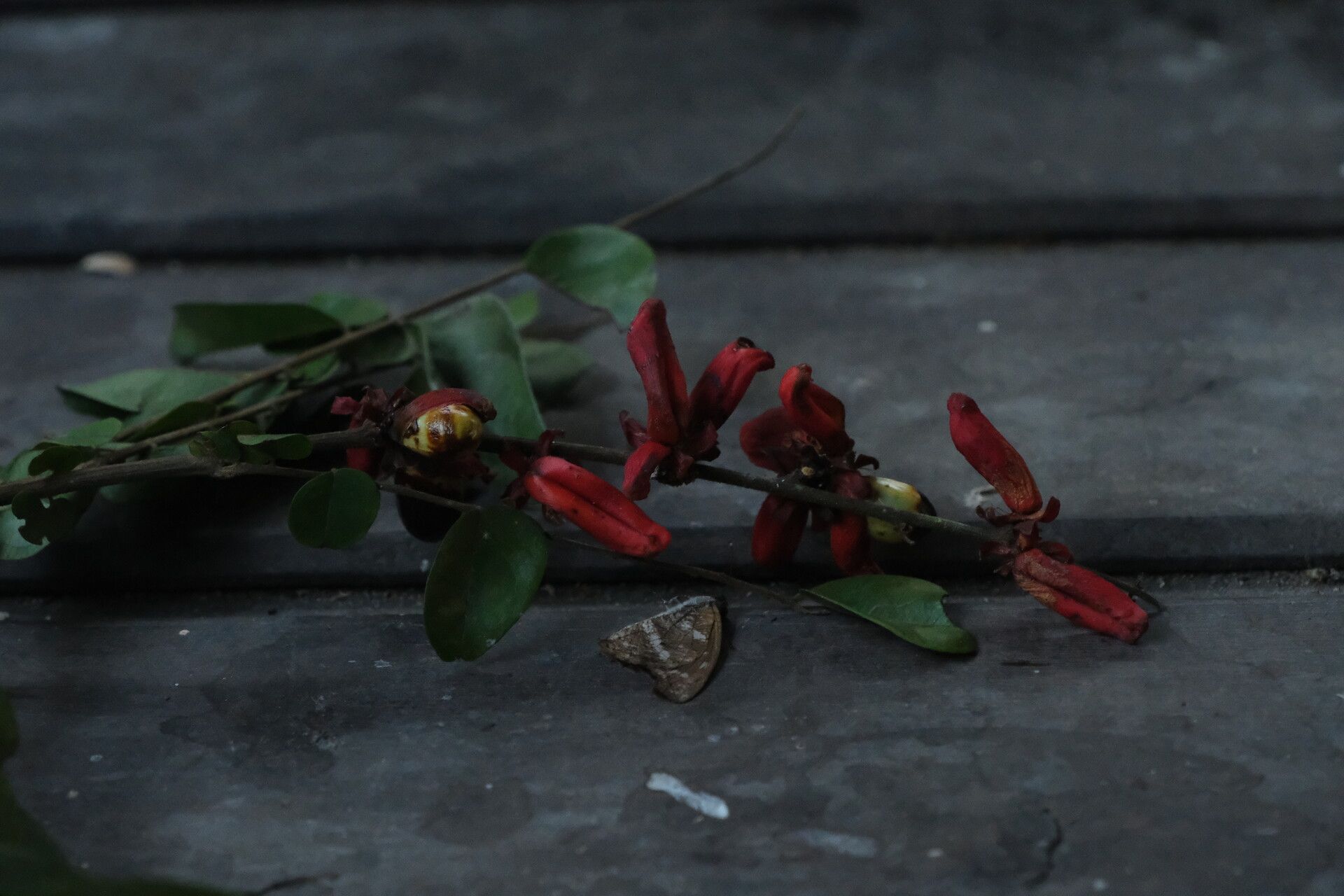 Rourea obliquifoliolata flower