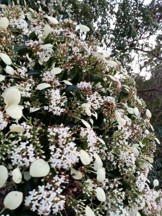 Calycophyllum candidissimum flower