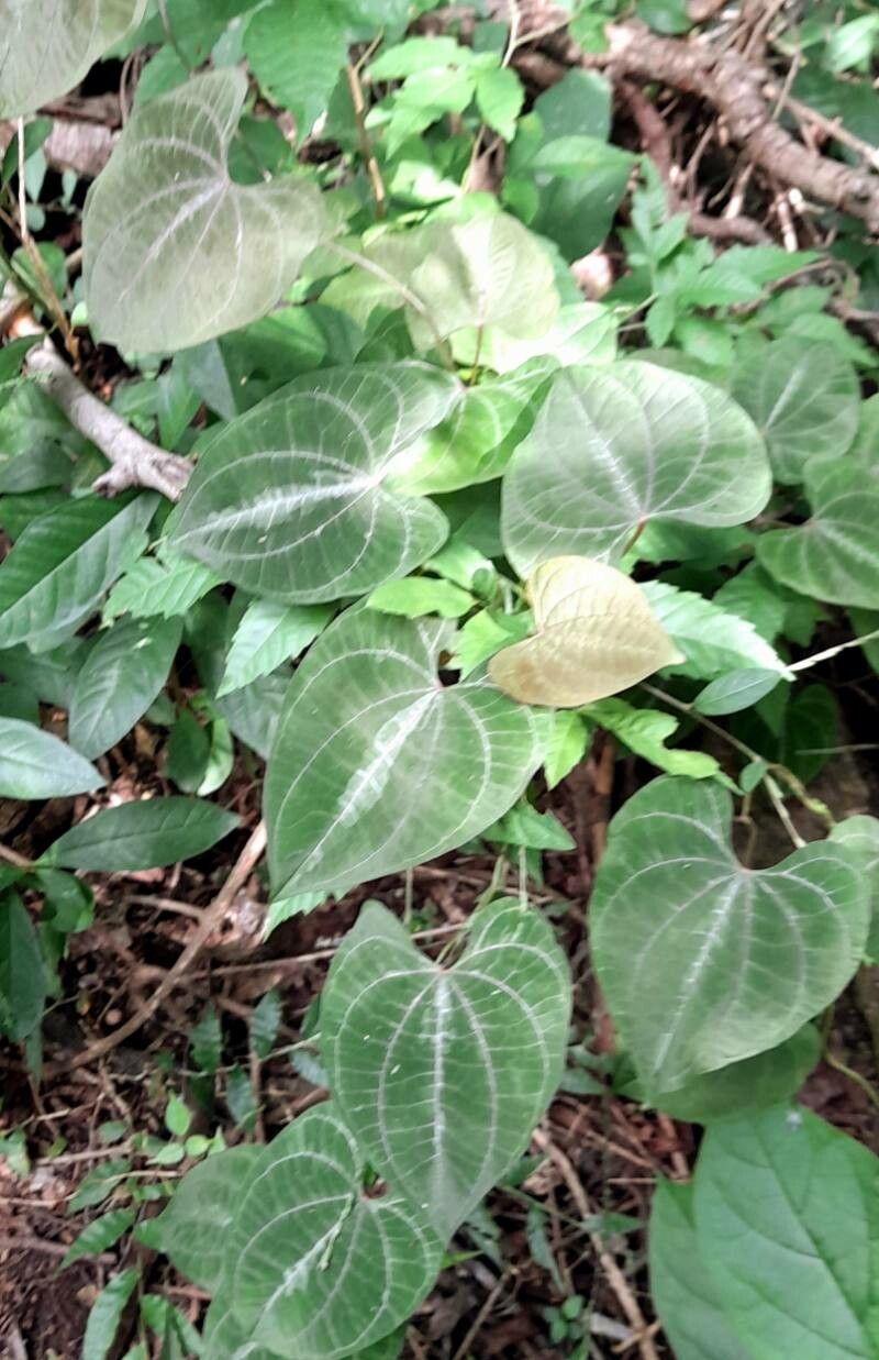 Dioscorea dodecaneura habit