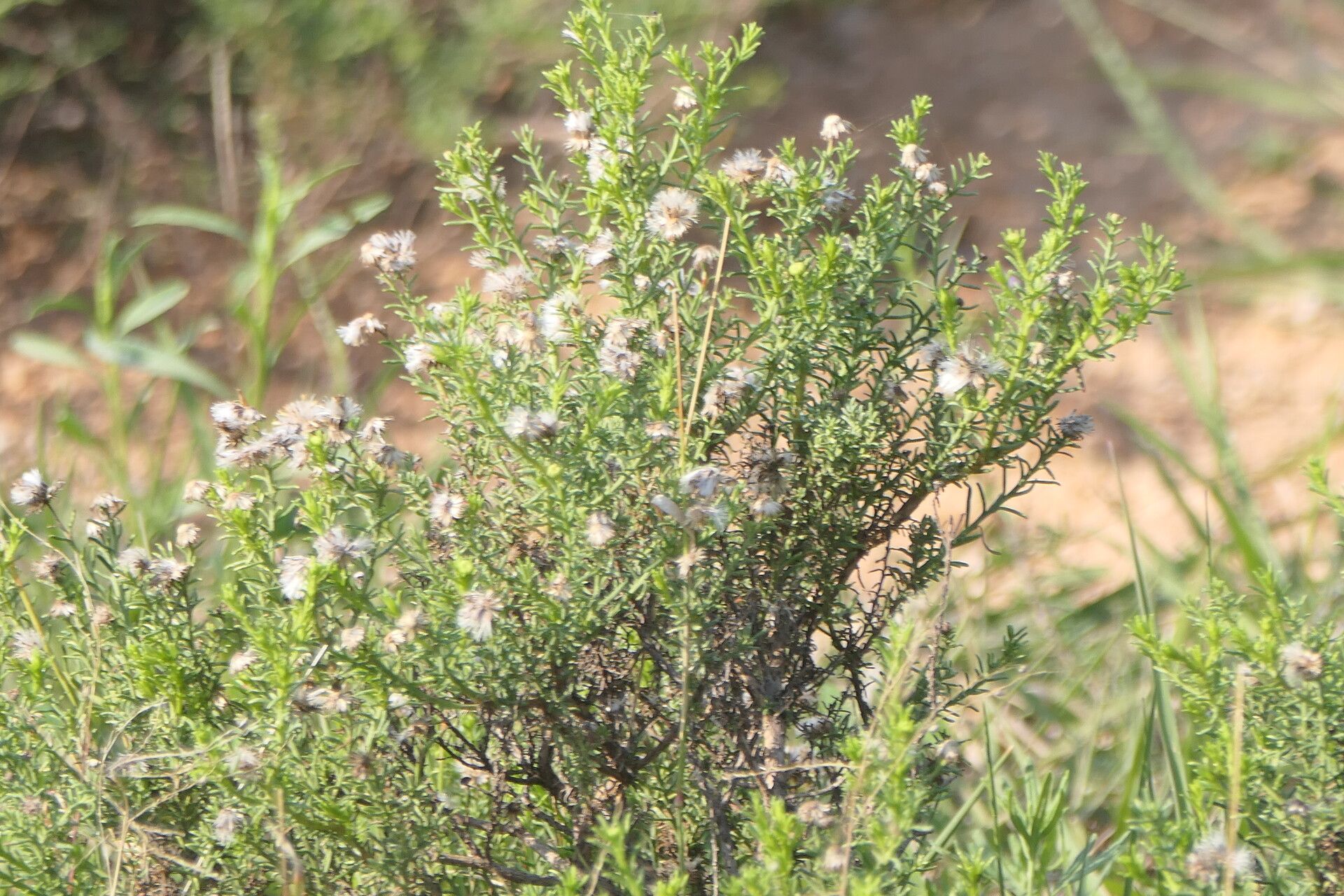 Chrysocoma ciliata leaf