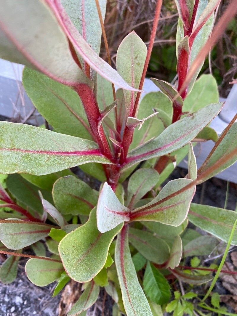 Samolus ebracteatus flower
