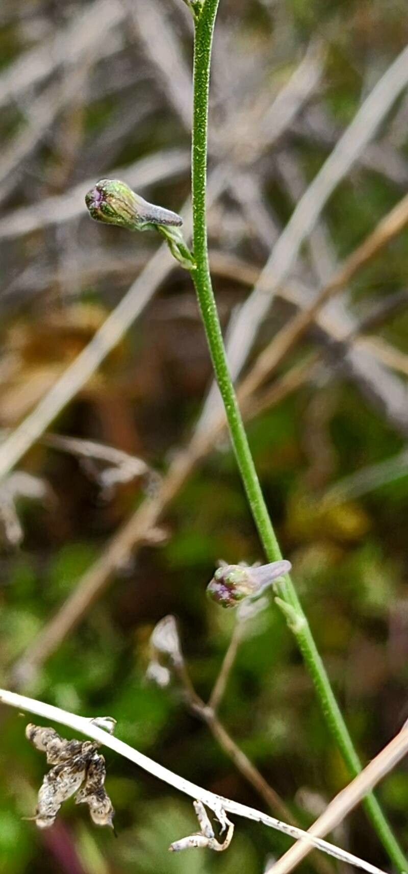 Delphinium cyphoplectrum bark