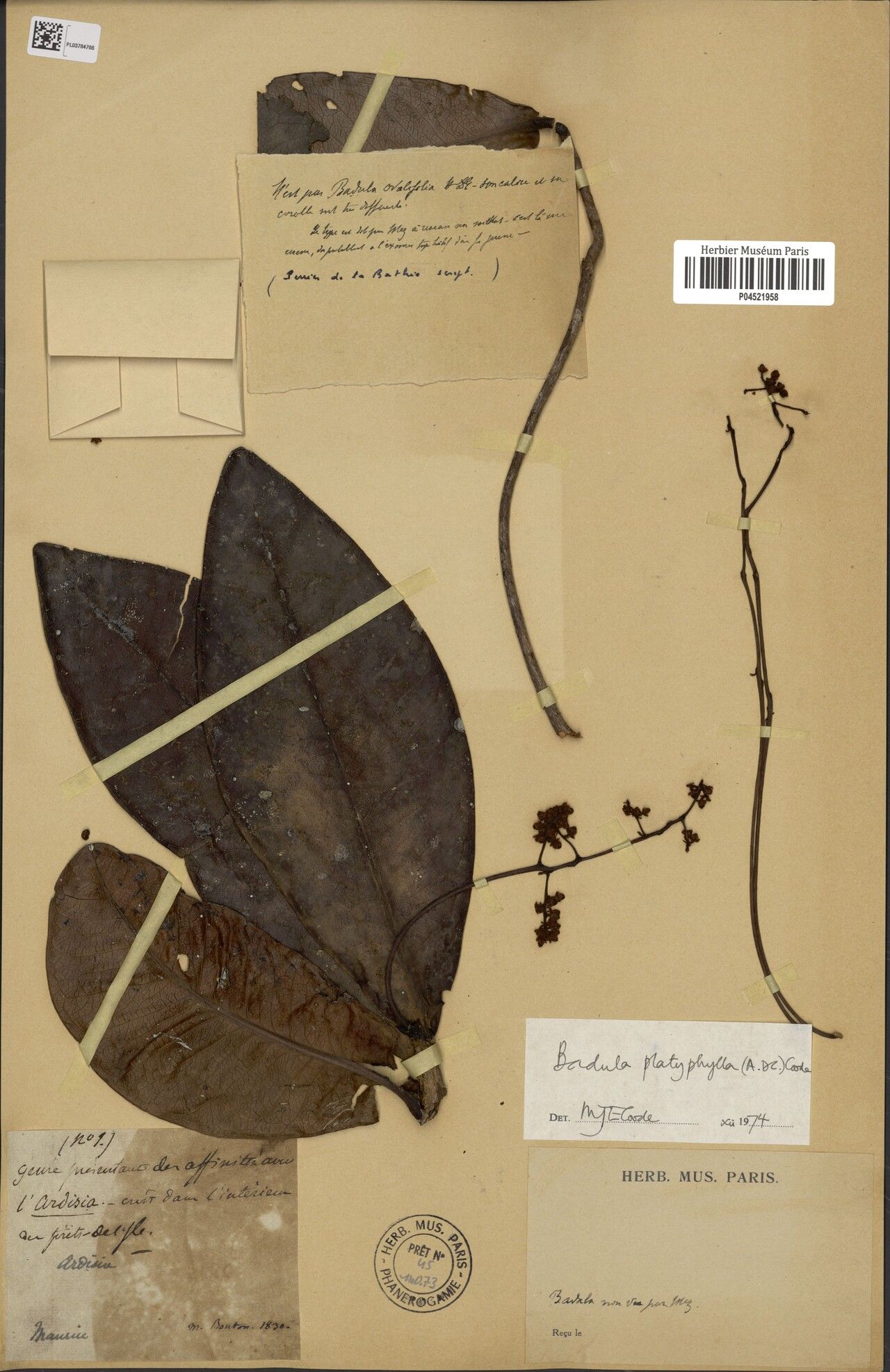 Badula platyphylla — houseplant care guide