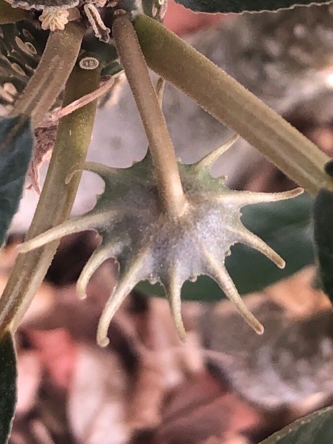 Dorstenia foetida flower