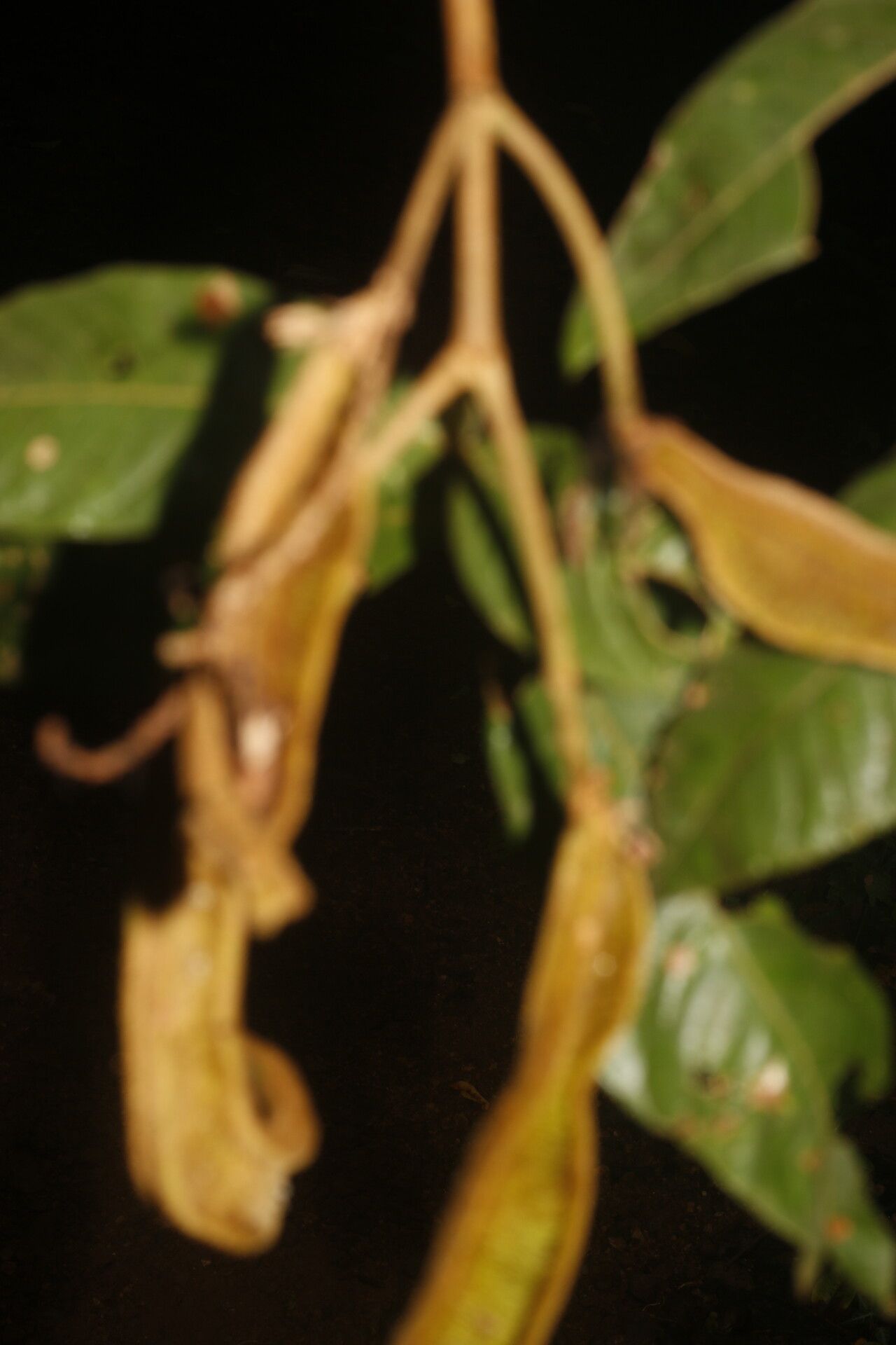 Inga litoralis fruit