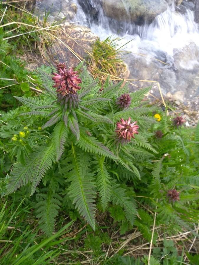Pedicularis recutita leaf