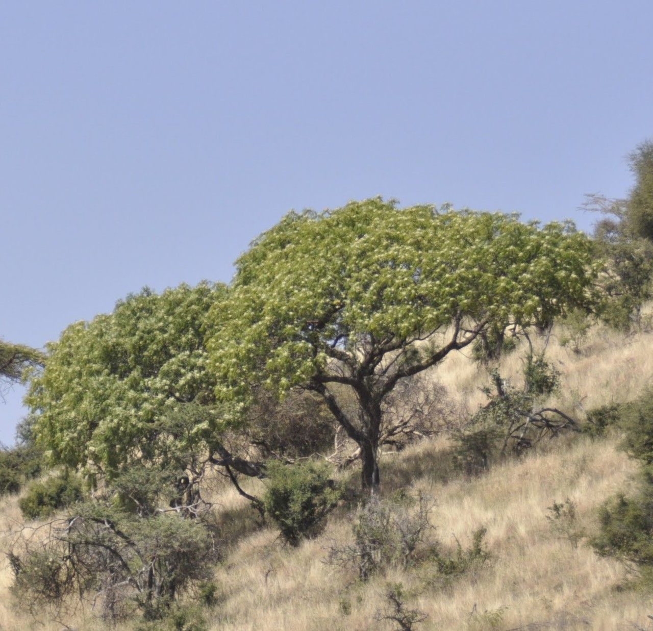 Melia volkensii habit