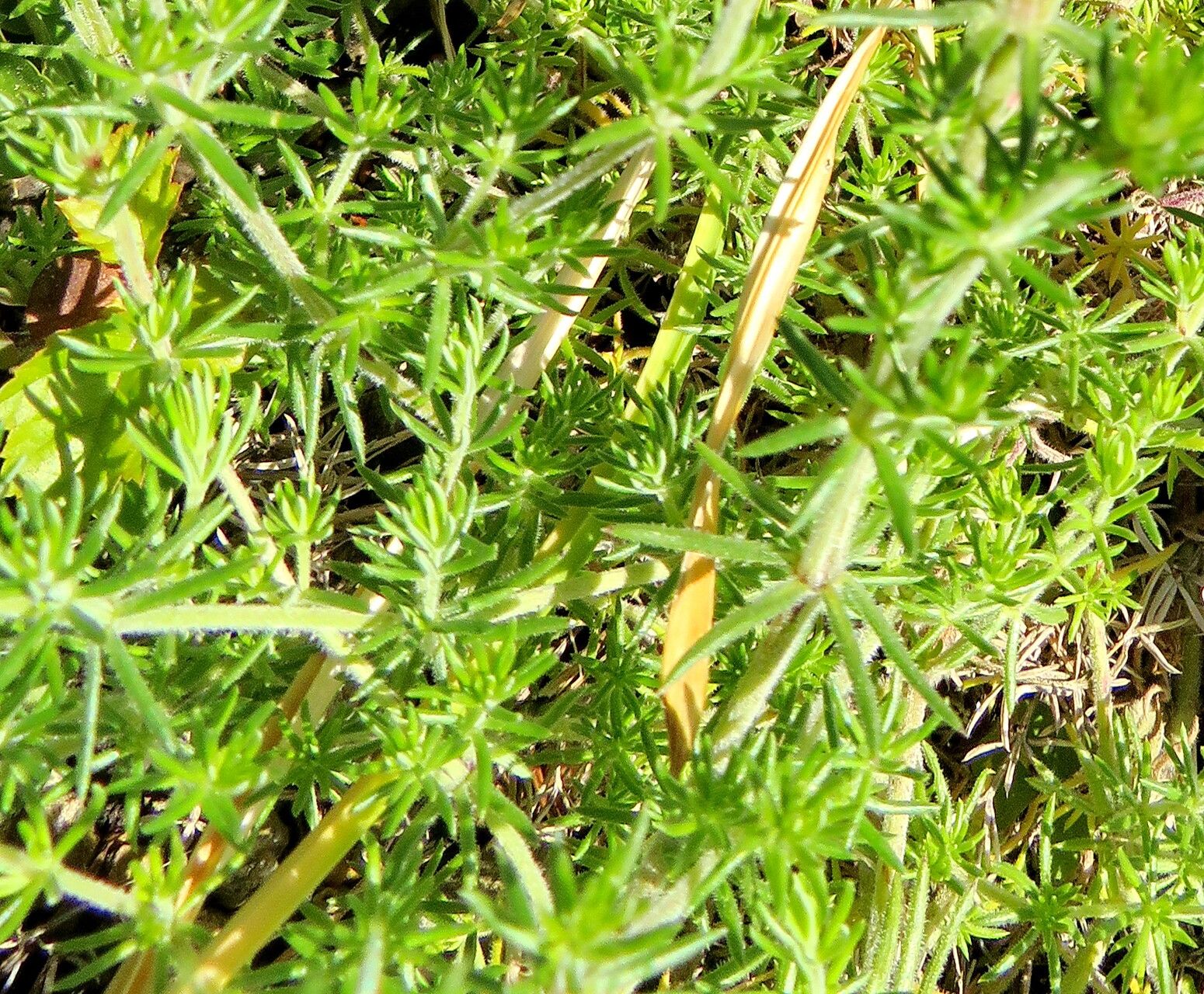 Asperula glomerata leaf