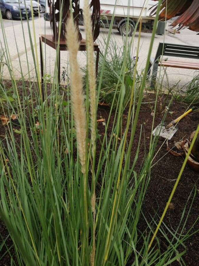 Pennisetum massaicum — search result for 'Pennisetum'