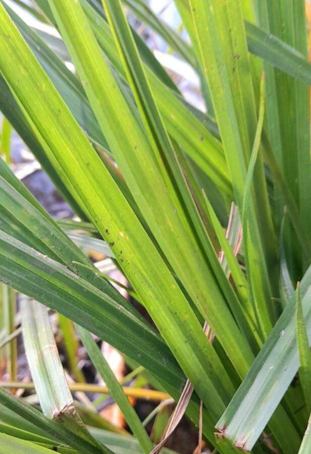 Carex polysticha leaf
