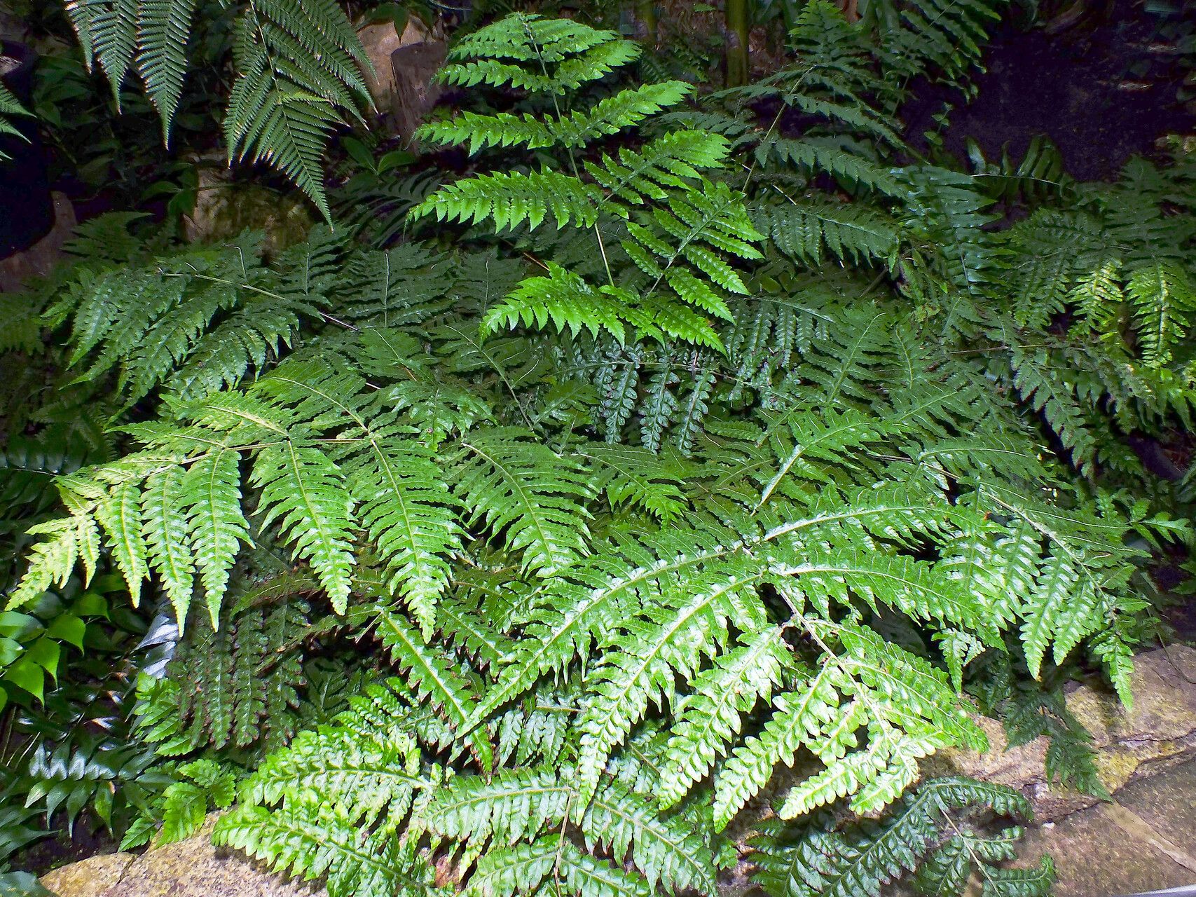 Diplazium dilatatum habit