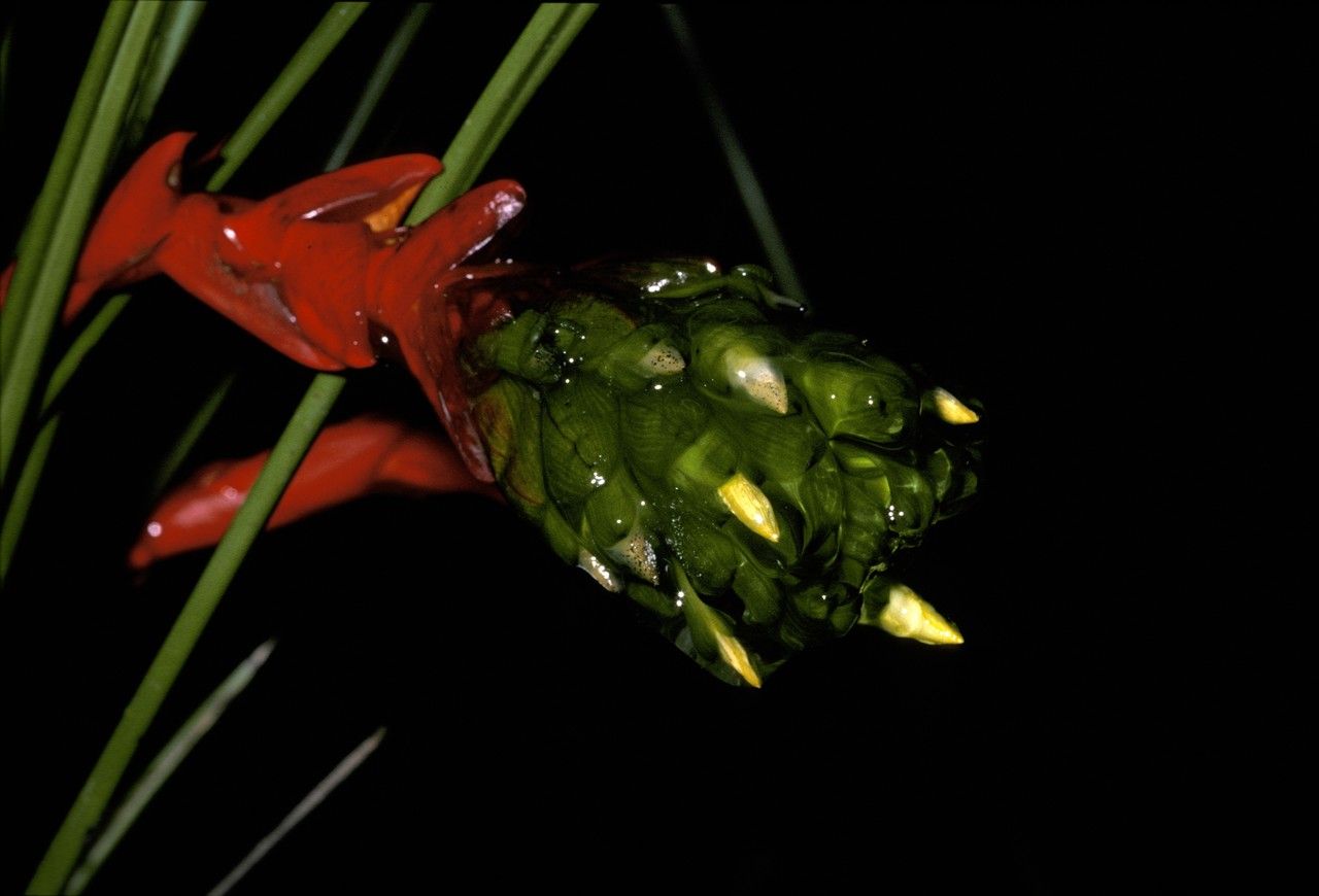 Guzmania globosa — search result for 'Guzmania'