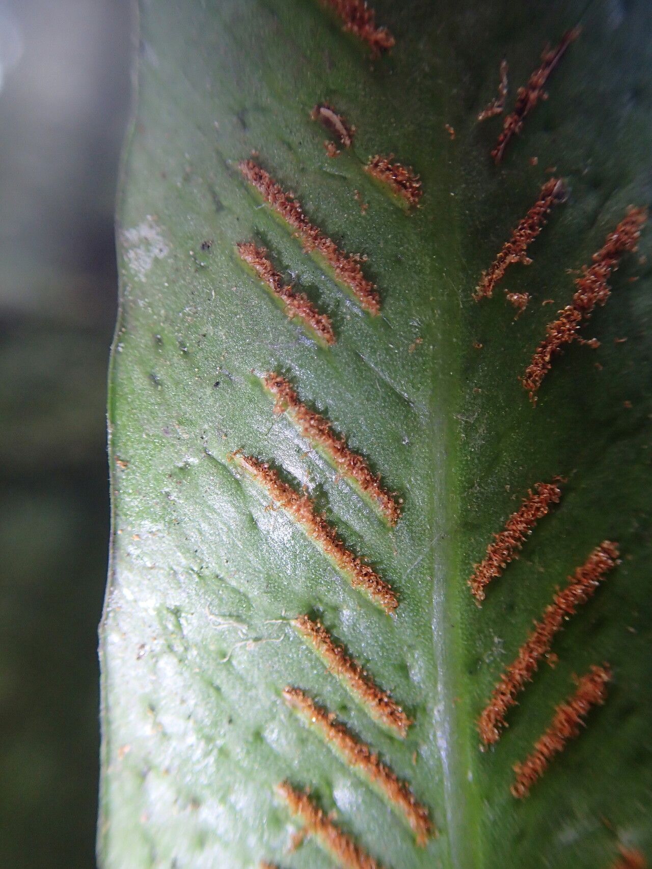 Asplenium subintegrum leaf