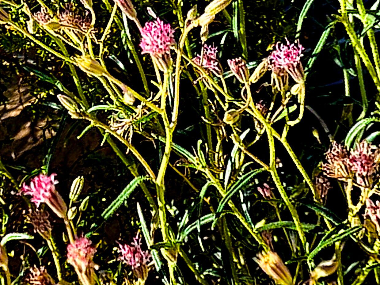 Palafoxia arida — related species from the same genus