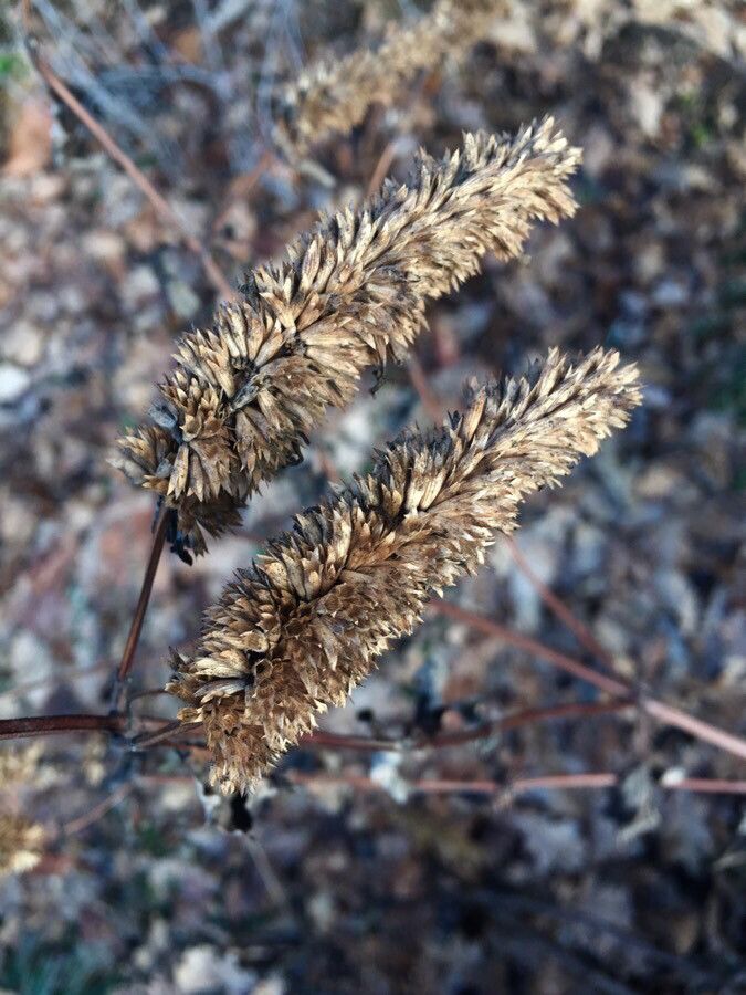 Phalaris aquatica fruit